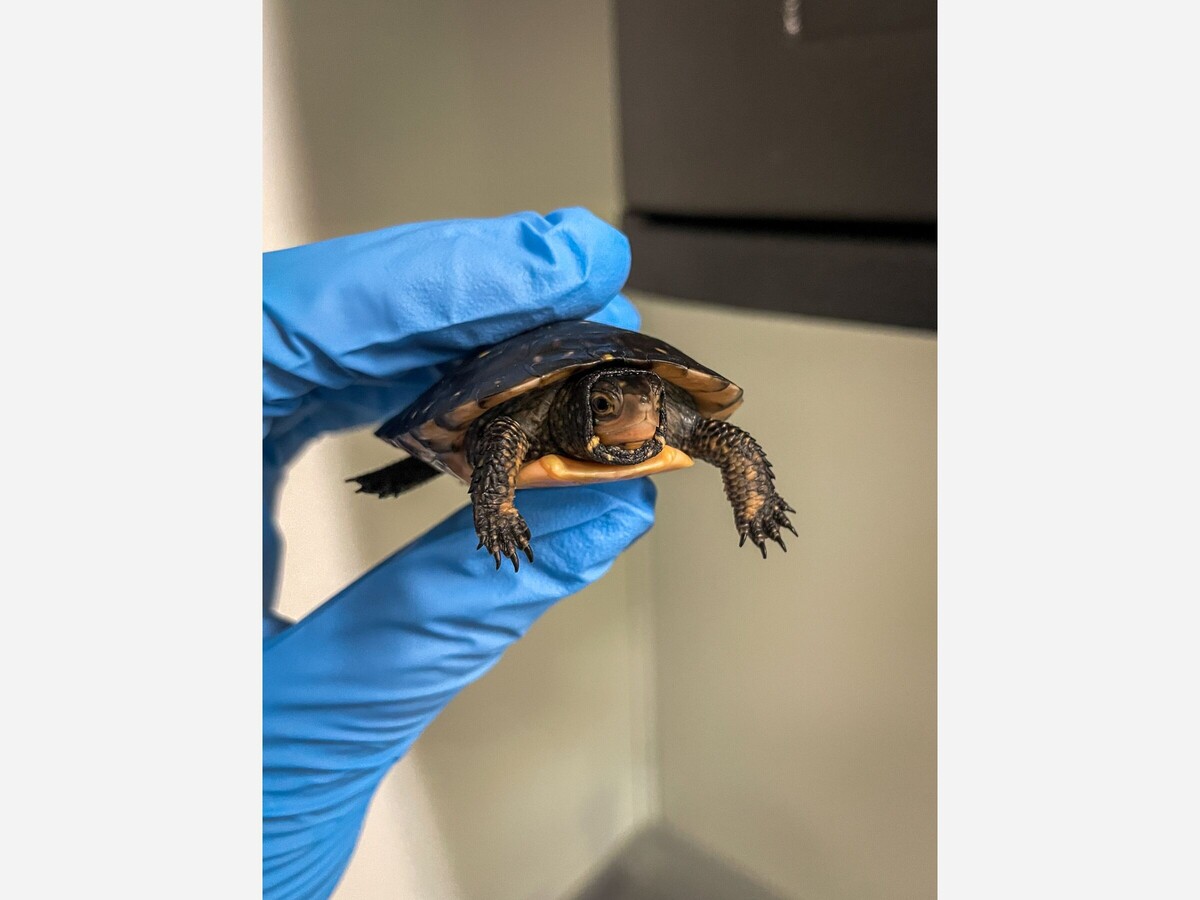 Aquarium welcomes turtle
