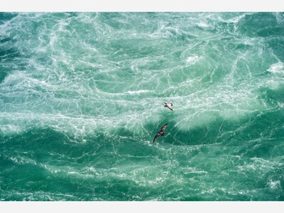 Gulls on the Niagara