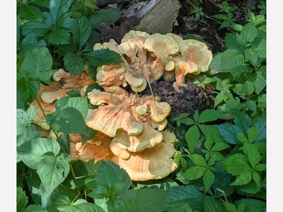 Foraging season upon us