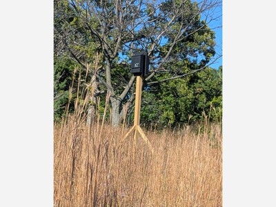 Going batty in Lewiston