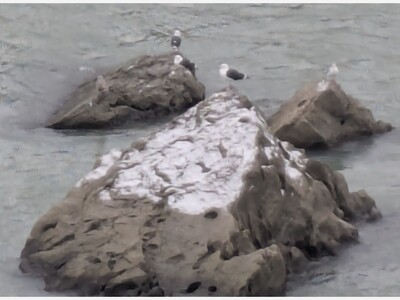 About those black squirrels