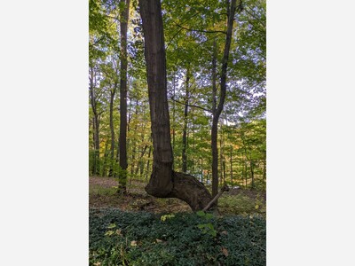 A trail tree at Stonehaven?