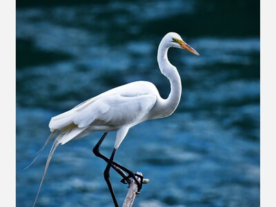 Gorge Views: Egrets and regrets