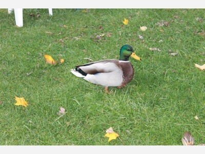 Where have all the mallards gone?