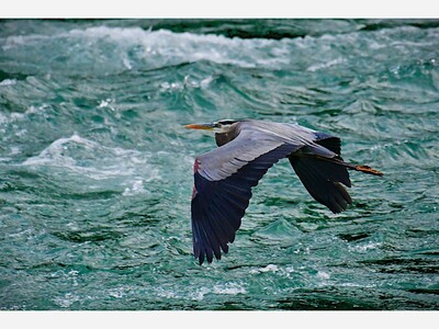 The Great Blue Herring Argument