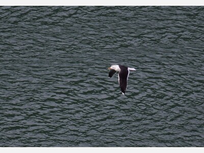 Gorge Views: Great wings and greater opportunity