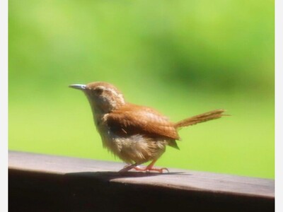 What is that loud bird in my yard?