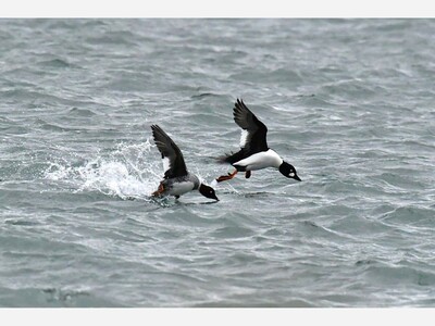 Golden Geese and Goldeneye Ducks