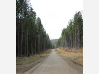 VanDerMark Forest? Where's that?