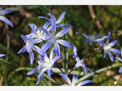 'Glory of the Snow' is coming