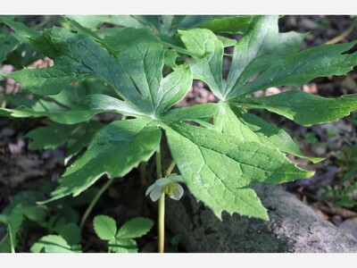 Understanding mayapples