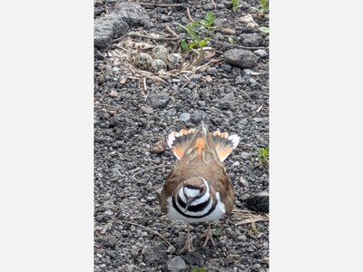 Killdeer attacks family on Mothers' Day