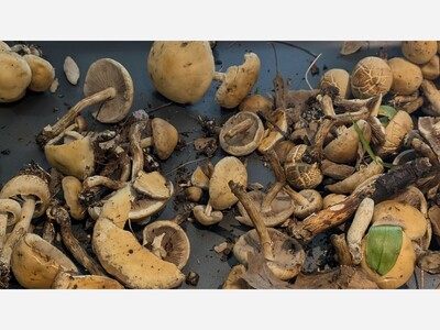 Every mushroom is poisonous, every gun is loaded