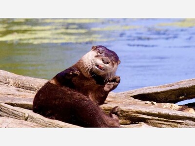 River Otters in the Niagara?
