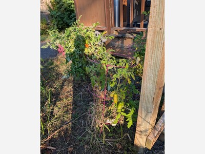 A mediocre garden year with a bonus